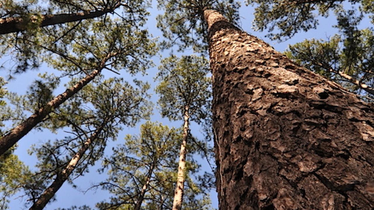 The loblolly pine whose genome is the largest ever sequenced is the most commercially important tree species in the U.S. and the source of most American paper products. (photo: Ron Billings/Texas A and M Forest Service)