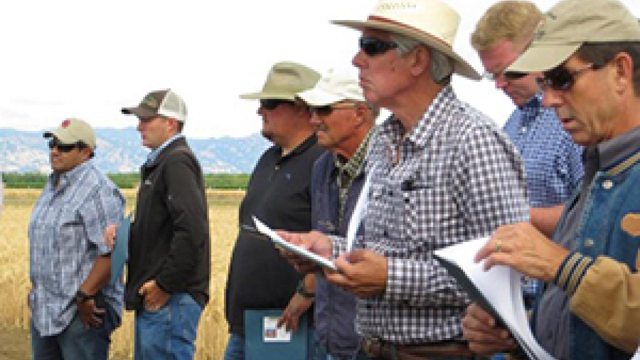 Growers participate in a field day at UC Davis, 2013. (photo: Ann Filmer/UC Davis)