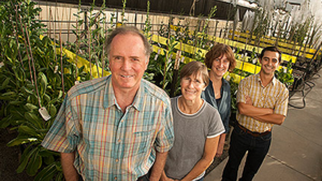 Developing lettuce varieties that can cope with climate change is one of the goals of a research team including, from left, Professor Richard Michelmore, Pauline Sanders, Maria Truco and Miguel Macias Gonzalez. (Gregory Urquiaga/UC Davis)
