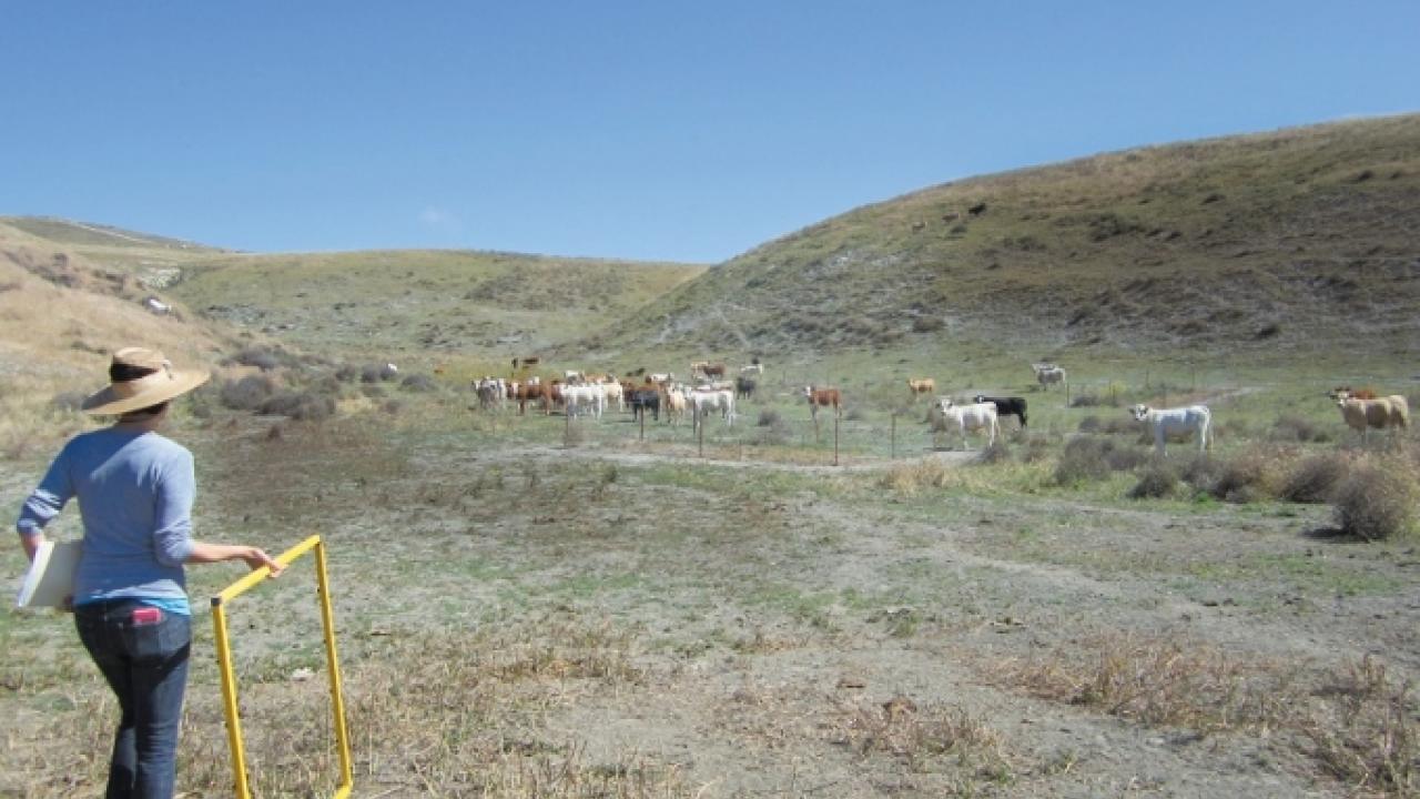 Elise Gornish, Cooperative Extension specialist, surveys a potential restoration site on a ranch in Hollister