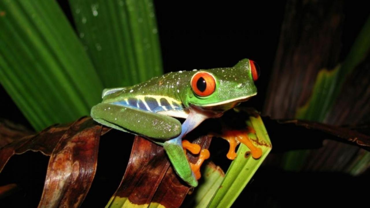 A UC Davis study found that frogs that tolerate higher temperatures, like this red-eyed tree frog in Costa Rica, are likely to fare better in a warming, changing world. Photo: Justin Nowakowski/UC Davis