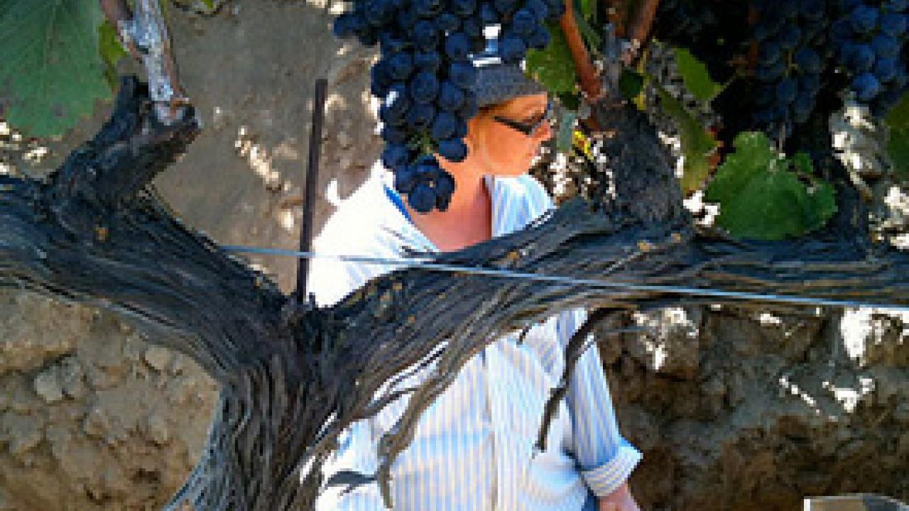Former UC Davis postdoc Kim Mosse digs through soil for sampling at a vineyard. A UC Davis study says winery wastewater is a viable option to irrigate vineyards. (Photo: Maya Buelow | UC Davis)