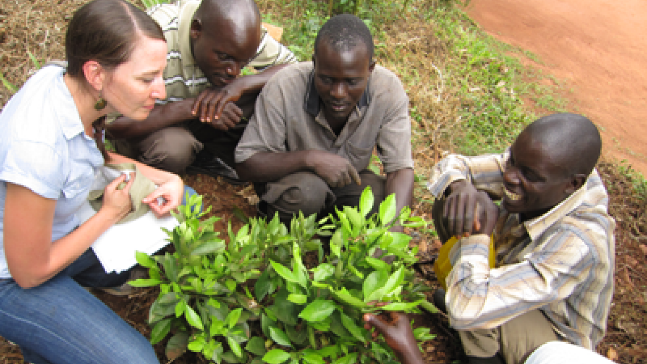 UC Davis graduate student Carrie Teiken inspects a citrus tree with farmers and volunteers in Uganda.