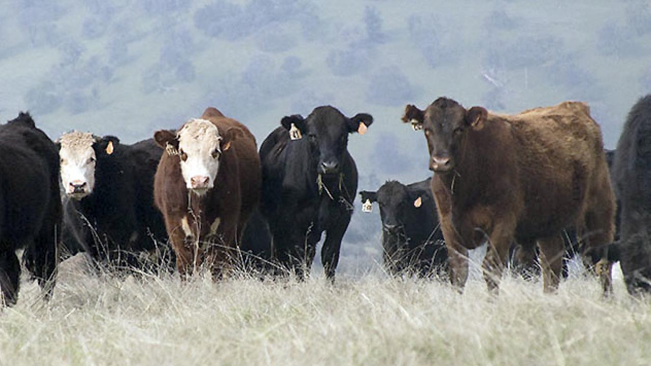The Rangeland Watershed Program at UC Davis has been working with ranchers, agencies, and others to foster good stewardship practices for more than 25 years. (Ray Lucas | UC ANR)