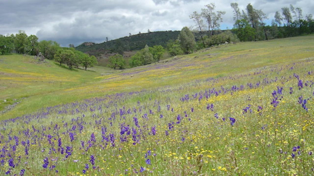Drought and climate changes are reducing the diversity of California’s grassland wildflowers. (Catherine E. Koehler | UC McLaughlin Reserve)