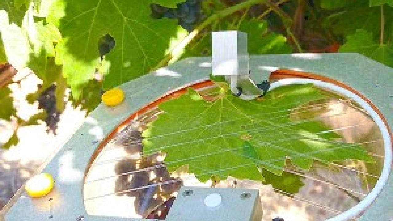 UC Davis biology and agricultural engineering professor Shrini Upadhyaya and his team designed a sensor that attaches to a single leaf to measure temperature, light, wind, and humidity to help optimize plant irrigation. (Diane Nelson | UC Davis)