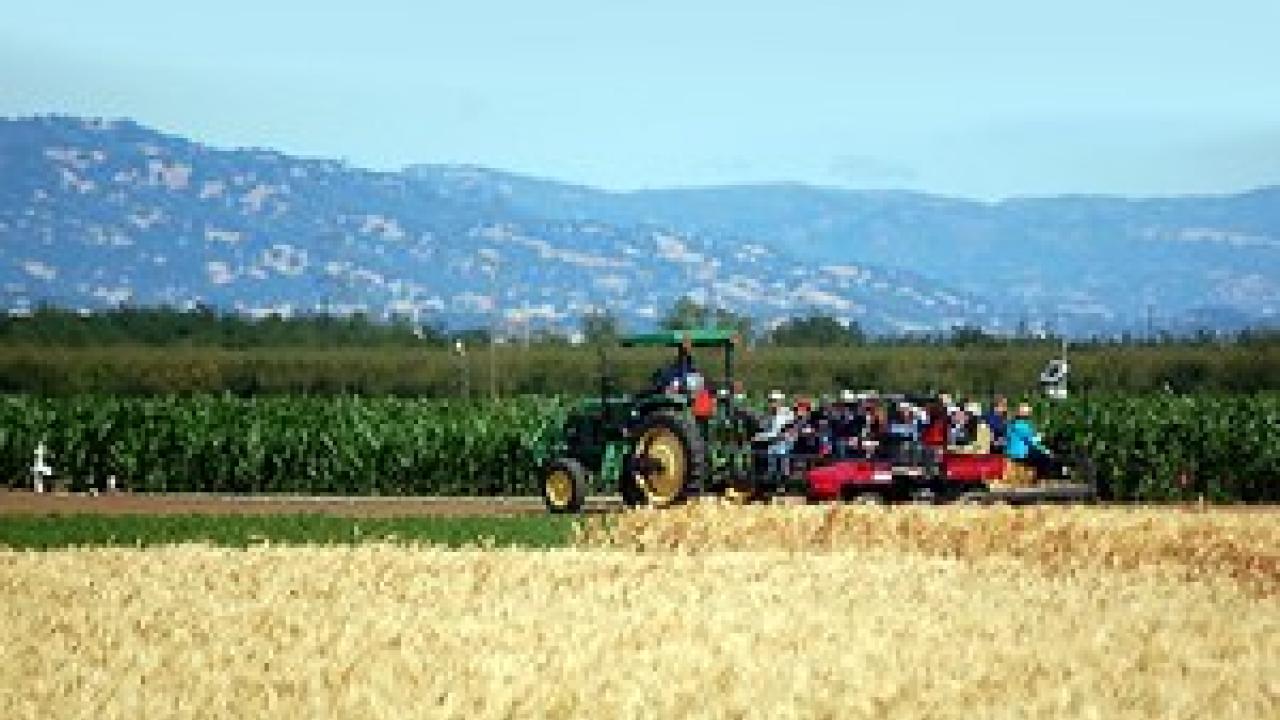 Tractor in wheat field