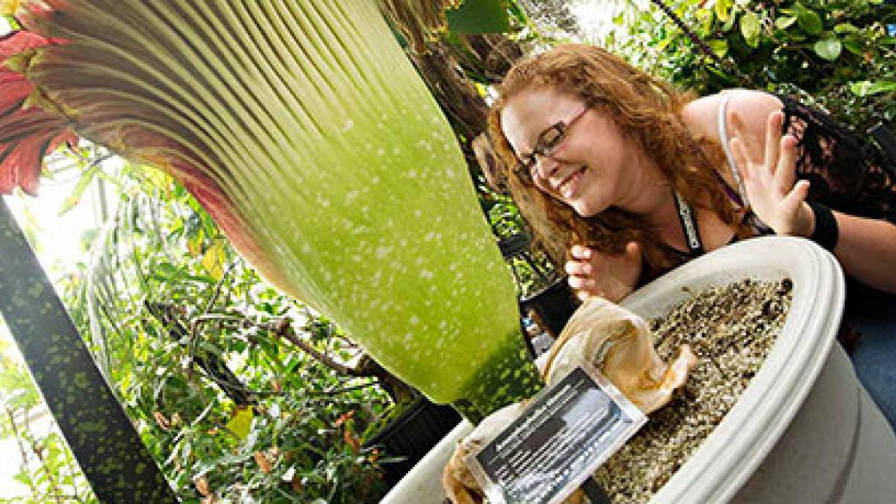 Jennifer Kain gets a good whiff of Tammy, the corpse flower that bloomed at the UC Davis Botanical Conservatory in June 2012. Karin Higgins/UC Davis photo