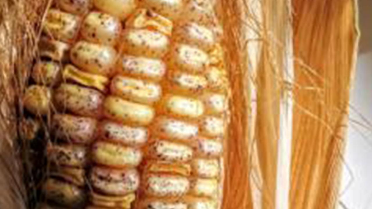 Transposons are mobile pieces of DNA that influence other genes. In this photo, each spot on a corn kernel is caused by a transposon.