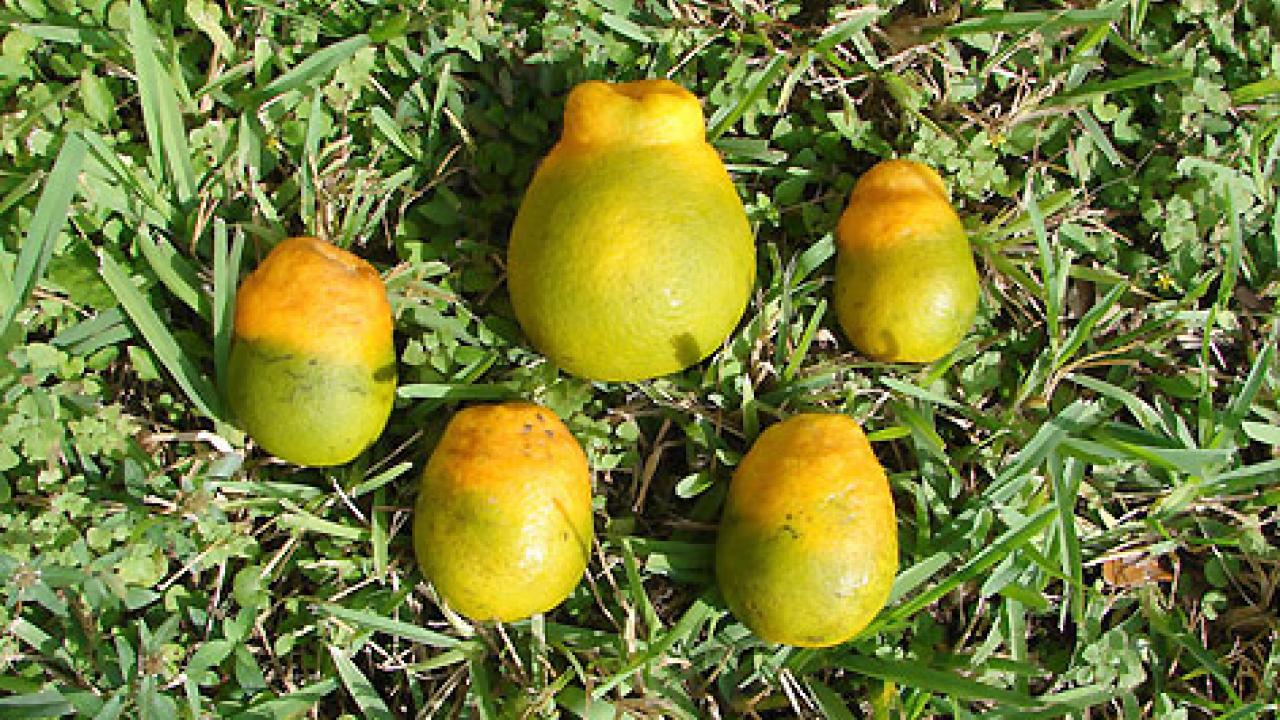 First detected in 2005, citrus greening is one of the most significant citrus diseases. It is spread by the Asian citrus psyllid (ACP), its insect vector. ACP is widely dispersed in the U.S., including areas of Calif. (Photo: USDA.gov | bit.ly/1Eb6Bwh )