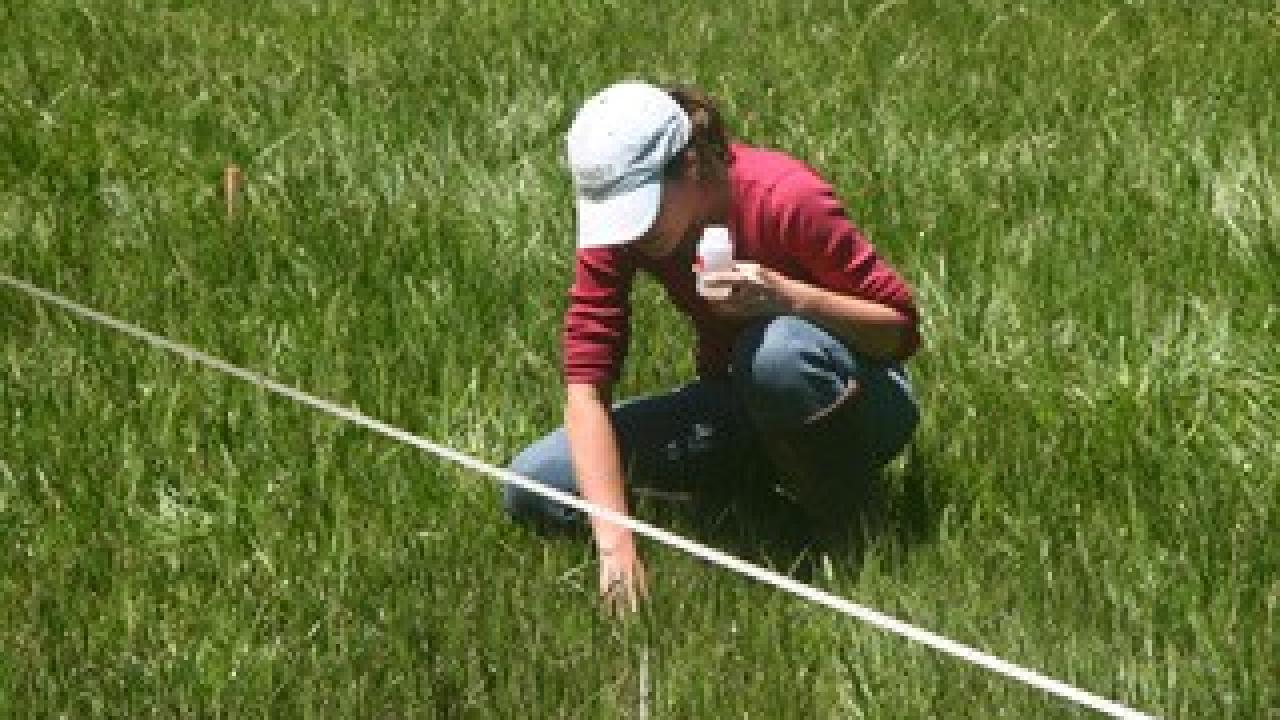 Postdoctoral scholar Leslie Roche takes a water sample from a meadow on a US Forest Service grazing allotment for her study on cattle grazing and water quality. (Kenneth Tate/UC Davis)