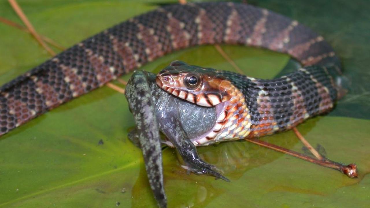 Southern water snakes commonly eat mole salamanders, a group that includes two endangered species in California. (photo: J.D. Willson/University of Arkansas)