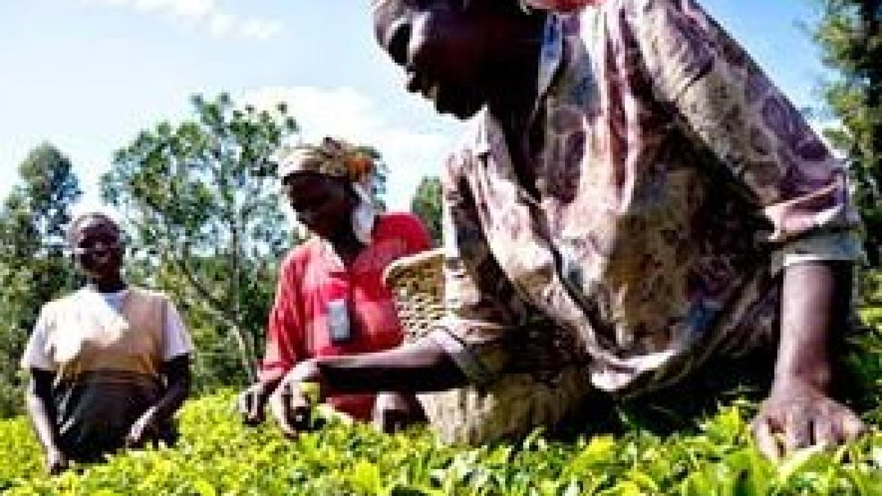 Adding to major crops like tea, being picked here, the African Plant Breeding Academy will focus on 100 traditional crops that have been neglected for having lower economic priority. (Mars Inc./courtesy photo)