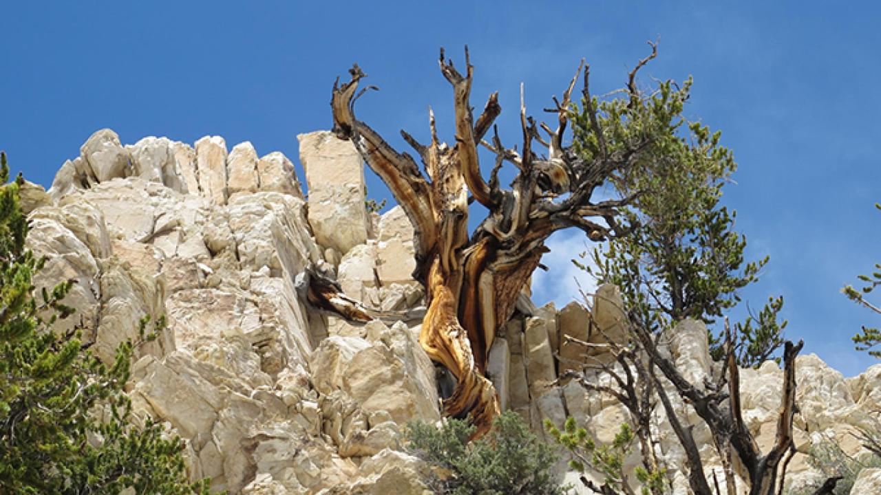 Bristlecone pine trees grow on soils and in conditions where few other species can live. But limber pines in the Great Basin region, such as California’s White Mountains, are beginning to give them some competition. (Brian Smithers/UC Davis)