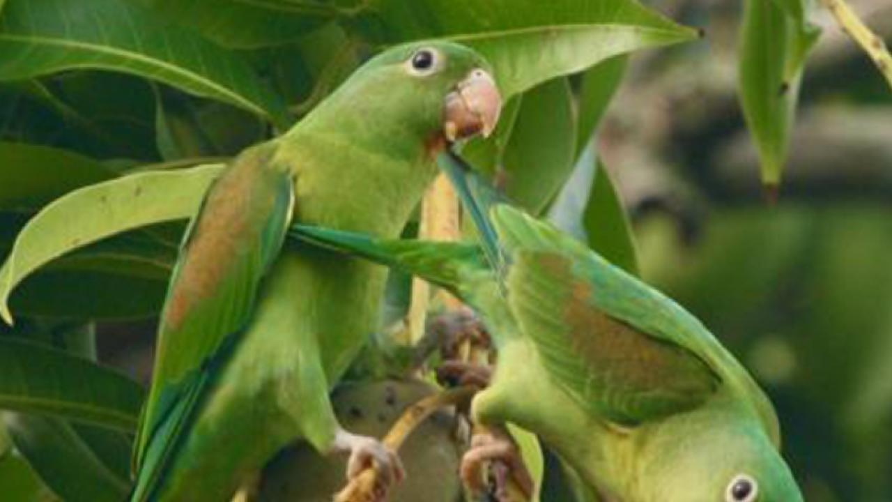 Orange-chinned parakeets eat mangoes from a farmer’s tree in Costa Rica. It can thrive in drier habitats. (Daniel Karp/UC Davis)