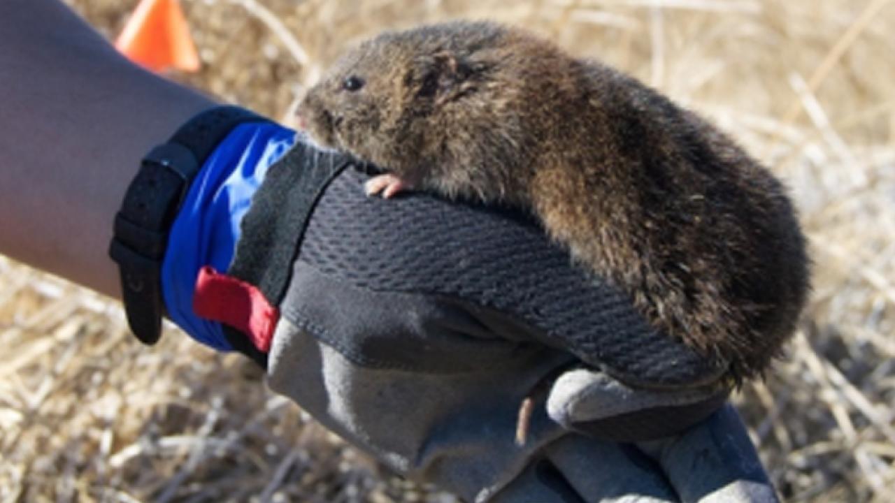 Austin Roy of the California Department of Fish and Wildlife offers a helping hand to an endangered Amargosa vole (Andrew DiSalvo/California Department of Fish and Wildlife photo)