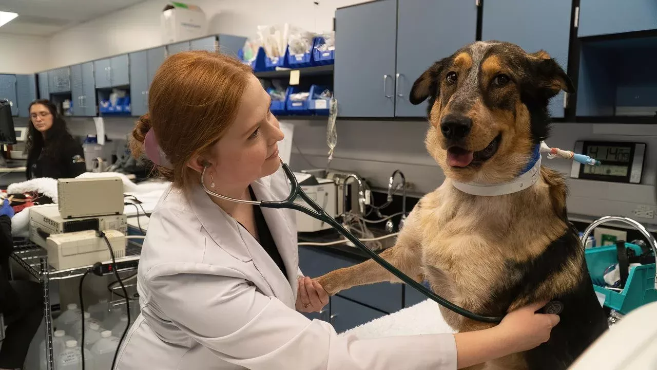 Sara Michalak, a resident at the UC Davis School of Veterinary Medicine, performs a one-year anniversary checkup on Mija, a dog that was treated for antifreeze poisoning. The campus is ranked second in the world for veterinary science by the QS World University Rankings by Subject 2024. (Michael J. Bannasch/UC Davis)