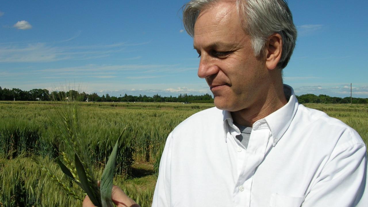 Jorge Dubcovsky standing in a field looking at wheat.