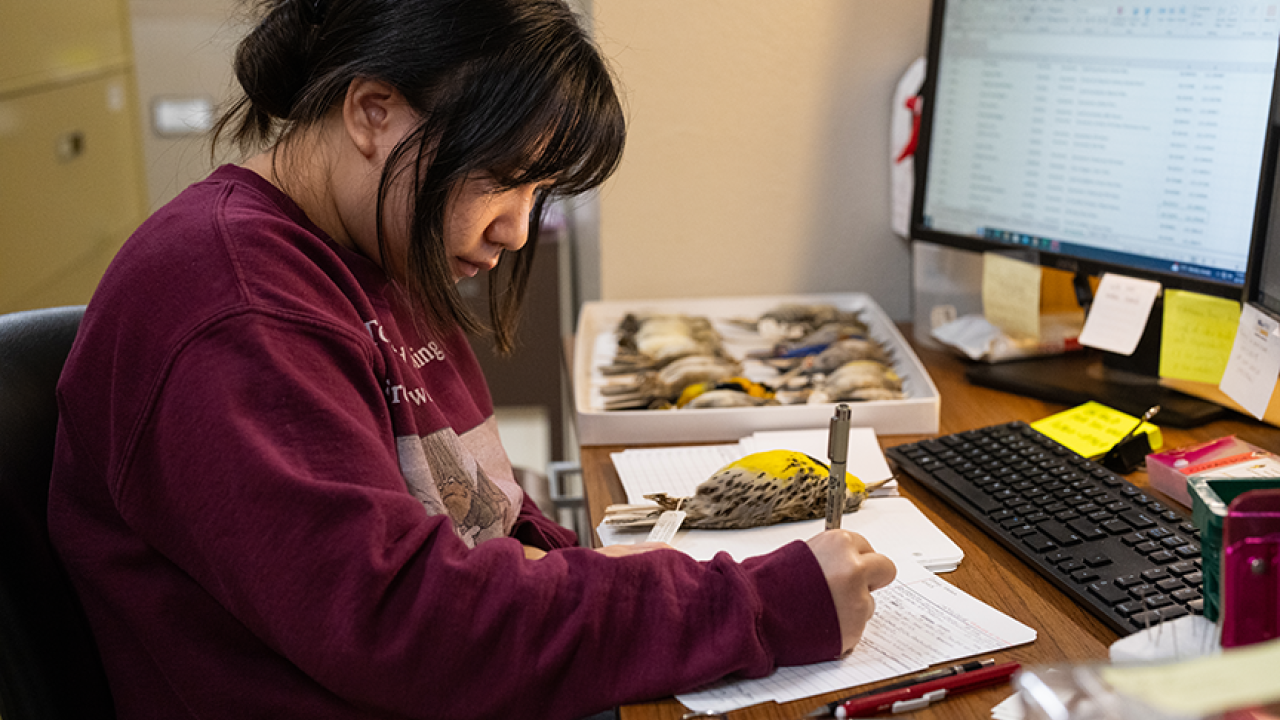 Cassie Huang, fourth year microbiology major, writing tags and entering data for bird specimens. Photo by: Jael Mackendorf, UC Davis.