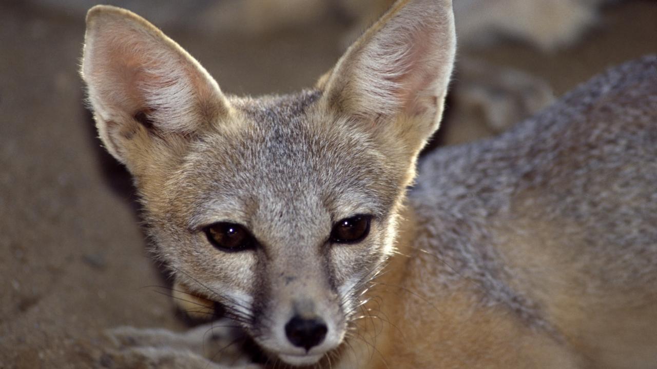 An endangered San Joaquin kit fox. (California Department of Water Resources)