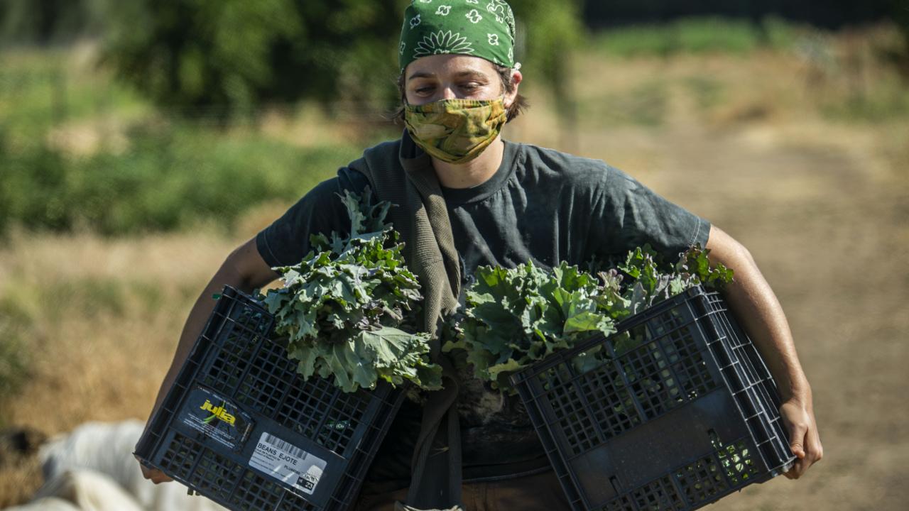 A student carries in harvested vegetables at the UC Davis Student Farm.