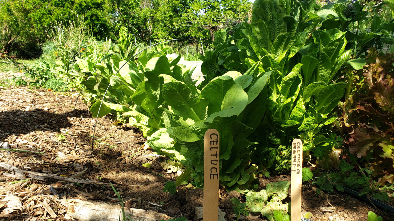 Celtuce is a stem lettuce grown for its crunchy stalk. Photo by: Kaylie Grundmeyer