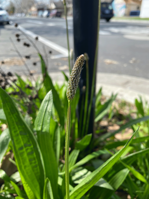 Plantago lanceolata, an invasive plant also known as ribwort plantain that can be dormant for up to 177 years before expanding. (Mohsen Mesgaran/UC Davis)
