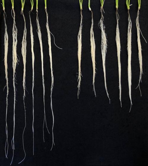 Photo of roots that contain different dosages of a family of genes that affects root architecture, allowing wheat plants to grow longer roots and take in more water.