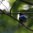 The long-tailed manakin is one of the most beloved birds in Costa Rica. (Alejandra Echeverri).