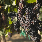 Wine grapes shown growing at the vineyard near the Robert Mondavi Institute of Food and Wine at UC Davis. (Greg Urquiaga/UC Davis)