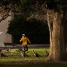 A person plays Frisbee while surrounded by turkey on the UC Davis campus.