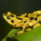 The Panamanian golden frog is endemic to Panama and is among the species whose populations collapsed following the deadly fungal pathogen "Bd." (Brian Gratwicke, Wikimedia Commons)