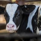 A dairy cow at the Dairy Teaching and Research Facility. (Hector Amezcua / UC Davis)