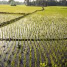 A rice field in Bengal, India.