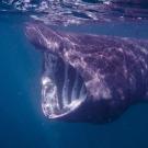 A basking shark feeds off the coast of Scotland. (Getty)