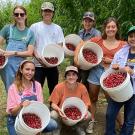 Students recently harvested cherries from a small teaching orchard west of campus, managed by the UC Davis Department of Plant Sciences. From left, standing, are Melissa Murphy. Enzo Ordoñez, Student Farm Market Garden Manager Emma Torbert, student farmer Abigail Oswald, and Fresh Focus internal partners and production coordinator Wendy Martinez Castañeda. Bottom, from left, are Hannah Mevi and Laia Menendez Díaz, who is also the Fresh Focus intern coordinator. (Trina Kleist/UC Davis)