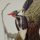 Painting of ivory-billed woodpeckers by artist Guy Coheleach which adorns the wall above researcher John Trochet’s desk at the UC Davis Museum of Wildlife and Fish Biology.
