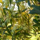 Olives on a tree.