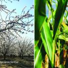 A photo on the left of almond blossoms and corn stalks on the right. Photo credit: Tina Loveridge/Jesse Gardner
