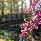 A redbud tree bursts with pink blooms at the Arboretum.