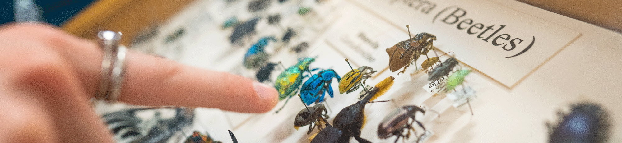 A finger points to a beetle specimen in a display case.