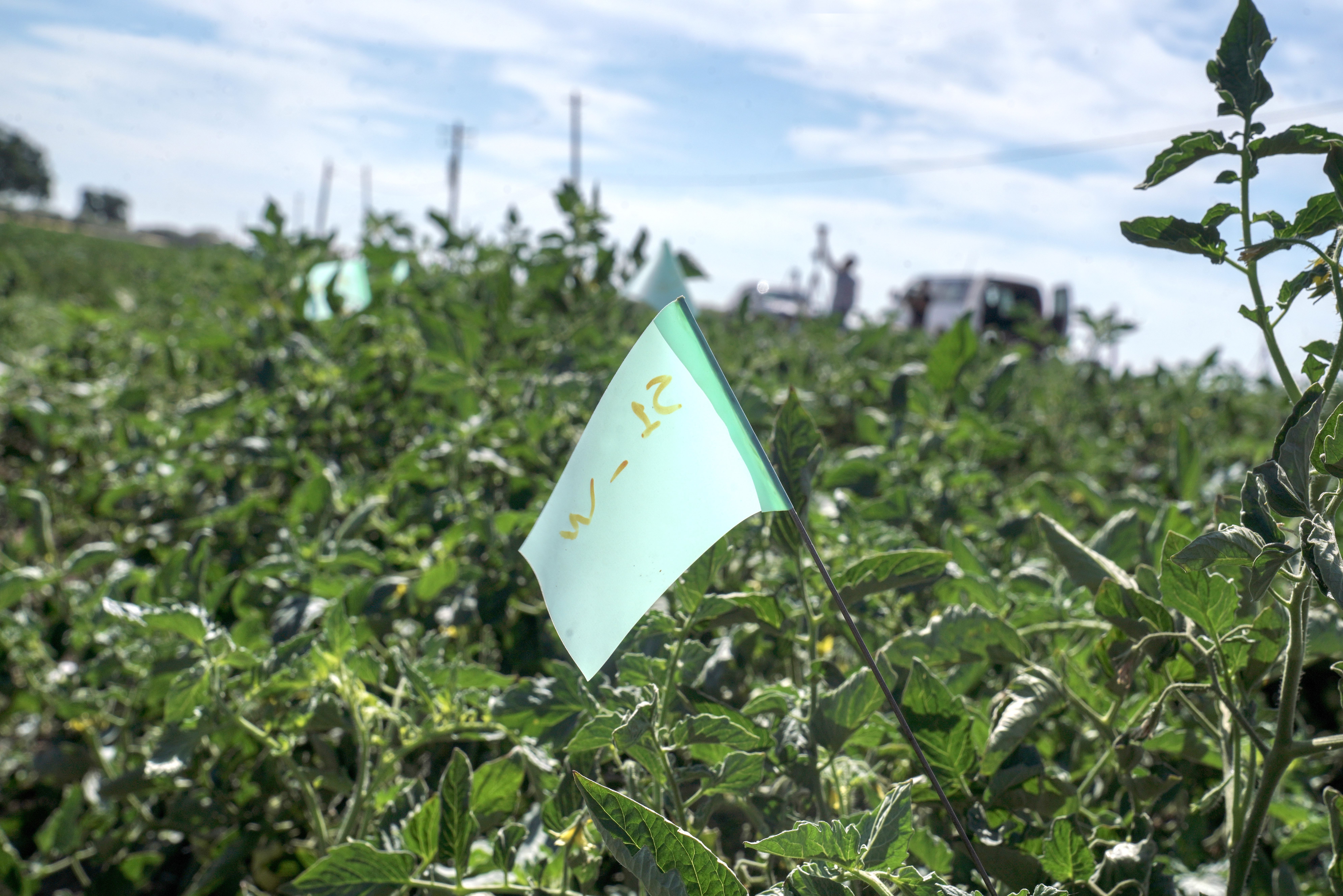 Flags in a research field in Woodland mark the location of parasitic weeds known as Orobanche ramosa, which attach to tomato plants. (Karin Higgins/UC Davis) 
