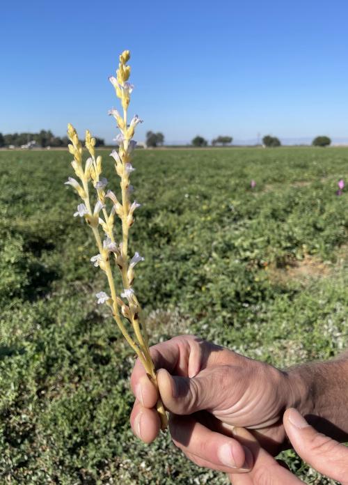 The pods on a single stock of Orobanche ramosa can hold thousands of seeds by which the parasitic weed spreads. This stalk was taken off a tomato plant in Woodland where UC Davis is conducting research. (Emily C. Dooley/UC Davis)